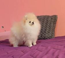 Purebred Boo Pomeranian puppies