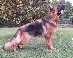 3yr old AKC Black & Red Female