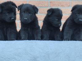 100% DDR.(IMPORT) Male "Blut" Pups 