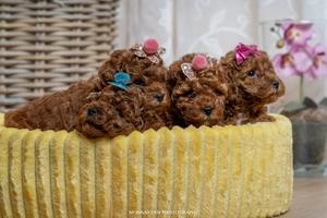 Red dwarf and toy poodles