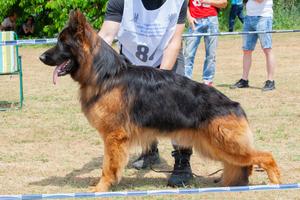 Bulgaria Champion for 2022 ( long coat male )