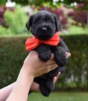 Medium black schnauzer puppies