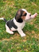 Beagle puppies