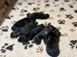 top working line puppies
