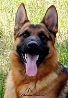 Upbeat young German Shepherd for sale