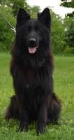 Black long hair direct son VA2 Marcello