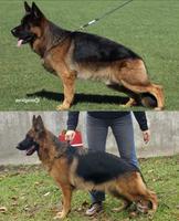 V5 BSZS 2024 Elton Von Blankanera Puppies
