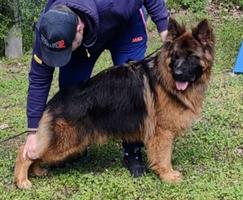 TOP Longcoated Male
