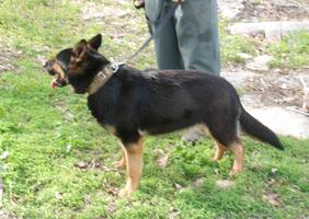 WORKING LINE BI COLOR FEMALE