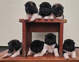 American Akita TOP puppies