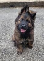 Ddr/czech black sable female puppy