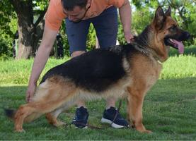 Pregnant Uvo del Alto Ofanto daughter