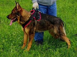 Young sable DDR female is available