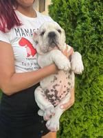 English bulldog, male puppy