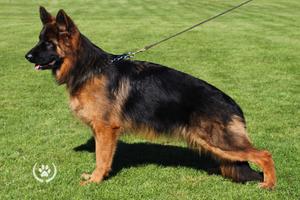 Long haired female 16 months old