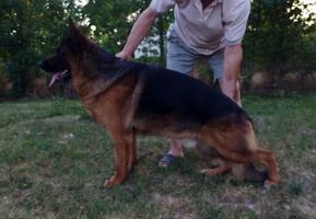 super show male for sale