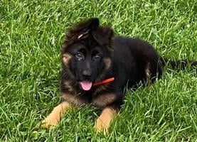 12 Week Old Female For Sale/Import Parents