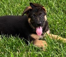 12 Week Old For Sale/Import Parents