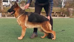 Bazooka de Casa Celta daughter for sale !