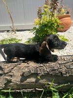 Wirehaired Dachshund, puppies