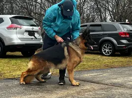 Top Quality Male German Shepherd Dog for Sale (Uvo