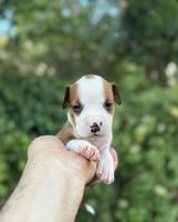 American Staffordshire Terrier puppies of superior