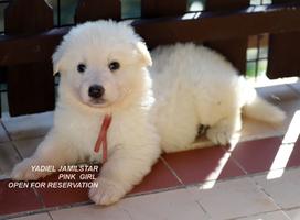 YADIEL JAMILSTAR Y LITTER PINK GIRL