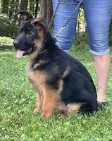 High quality young male available show/breeding pr