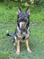 German Import IGP2 Quality Working Female
