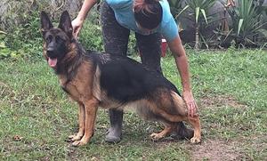 Uvo Daughter in heat