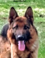 German Shepherd Male