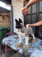 American Akita, female puppy