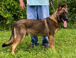 7 Month Old Sable For Sale