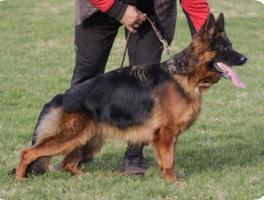 Super Pregnant Longcoat Female For Sale