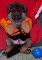 VA Zallo vom Fichtenschlag Puppy