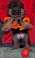 VA Zallo vom Fichtenschlag Puppy