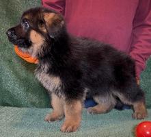 VA Zallo vom Fichtenschlag Puppy