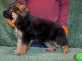 VA Zallo vom Fichtenschlag Puppy