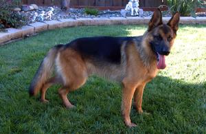 Beautiful Male for sale
