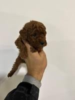 Toy poodles of superior origin