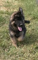 Beautiful male black and red showline