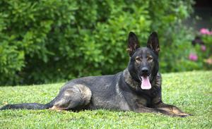 TOP dark sable ZVV1 female!