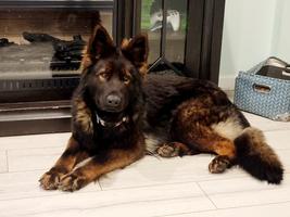 Ddr/Czech female german shepherd