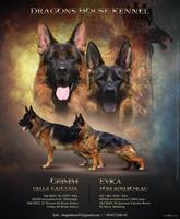 Grimm della Valcuvia puppies