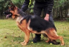 Stunning import female pregnant