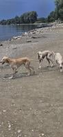 Persian Greyhound SALUKI puppies