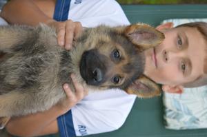 Top puppies for sale - only male