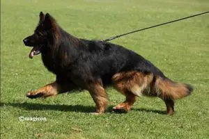 VA princ house of Ilinen puppies