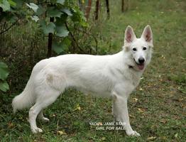 YADIEL JAMILSTAR -JUNIOR FEMALE AVAILABLE