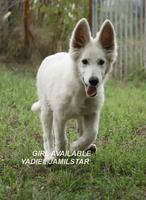 YADIEL JAMILSTAR - Y LITTER FEMALE